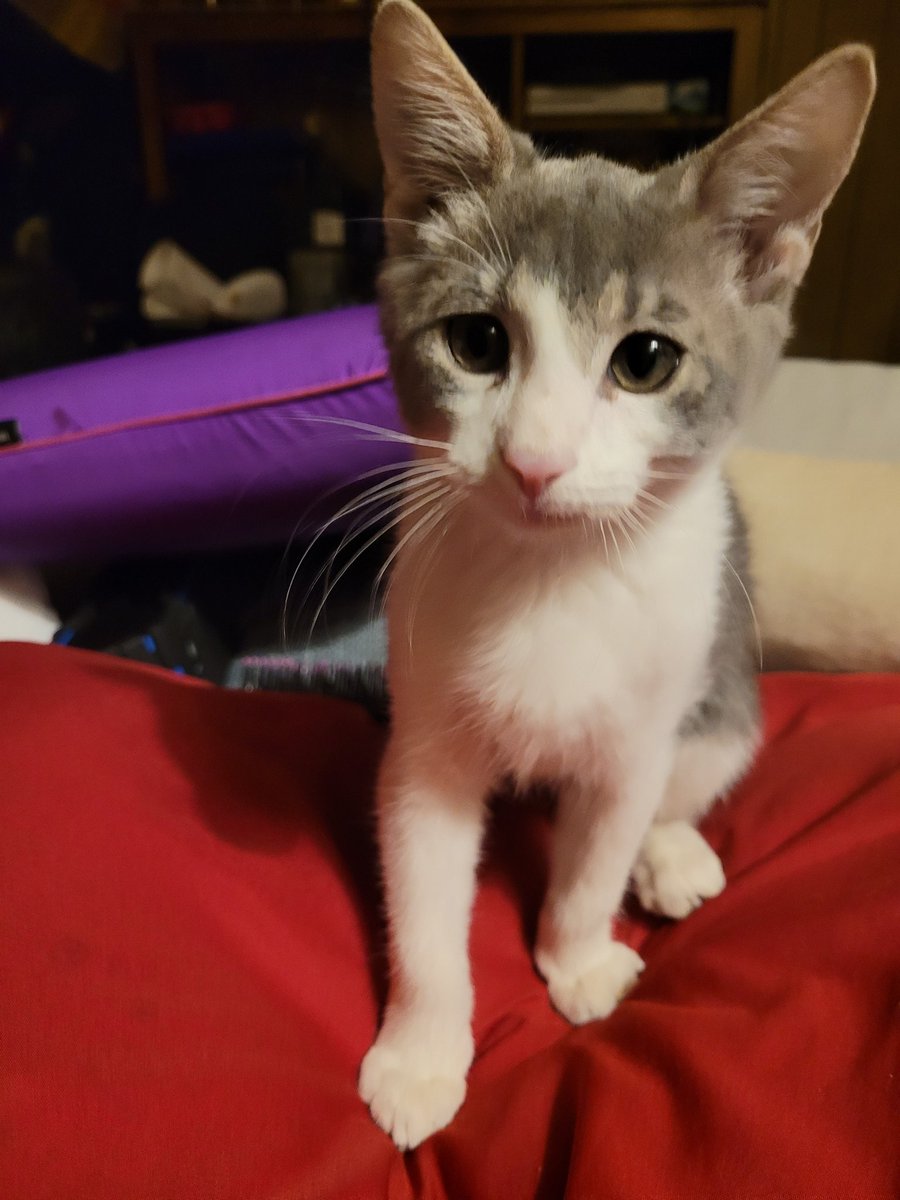 spottedbarks's tweet photo. ⚠️⚠️ KITTEN NEEDS A HOME ⚠️⚠️

A few days ago my brother was outside and this little guy ran up to him. We're not sure where he came from but he's been fed before and he's rly good with people. He's very affectionate and just loves you ❤️ https://t.co/1khkqOX7h6