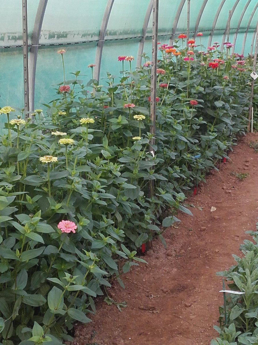 Optimisation des rotations de fleurs  à cycle court , ici de nouvelles variétés de zinnia. Un programme très important réalisé par #ASTREDHOR méditerranée avec le soutien de <a href="/Departement_Var/">Departement du Var 83</a>  <a href="/metropoleTPM/">Toulon Provence Mediterranée</a> et CA 83. Rejoingnez nous et  profitez de notre OAD conçu pour cela.