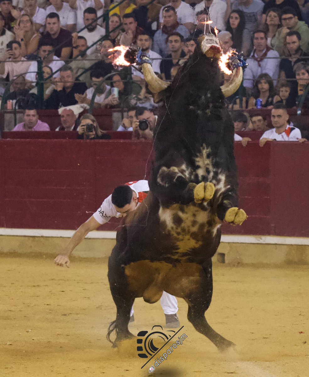 Con qué pitera entraba este toro 🙇🏻🙇🏻

#recortadore #toros #concursos #misericordia #zaragoza #VaquillasATV