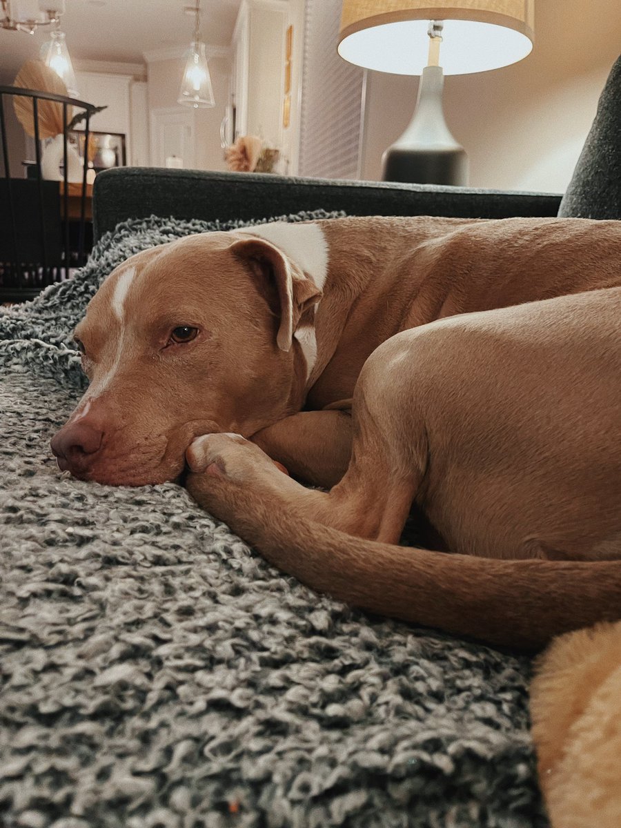 racheltkellogg's tweet photo. i know buddy, i’m disappointed too. https://t.co/X9JWa59wS7