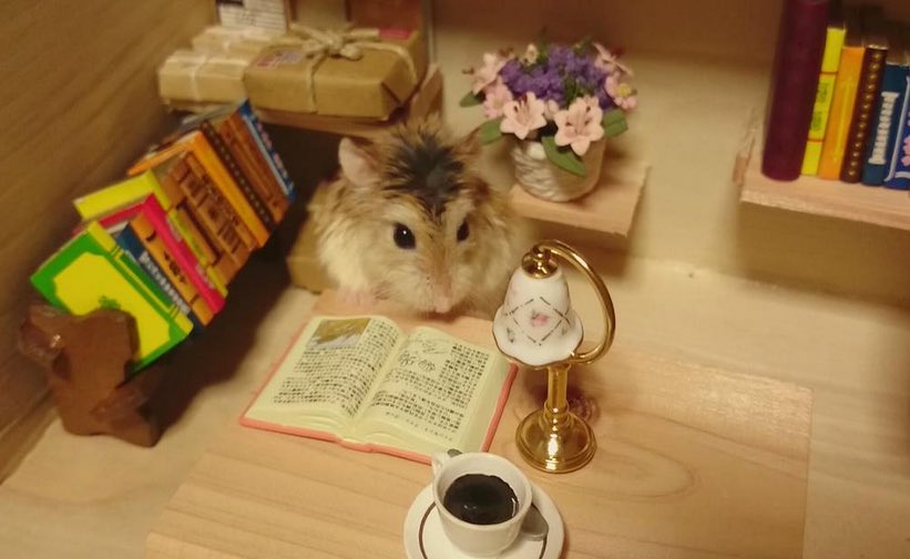 PastorAlexLove's tweet image. The hamsters however are studying hard