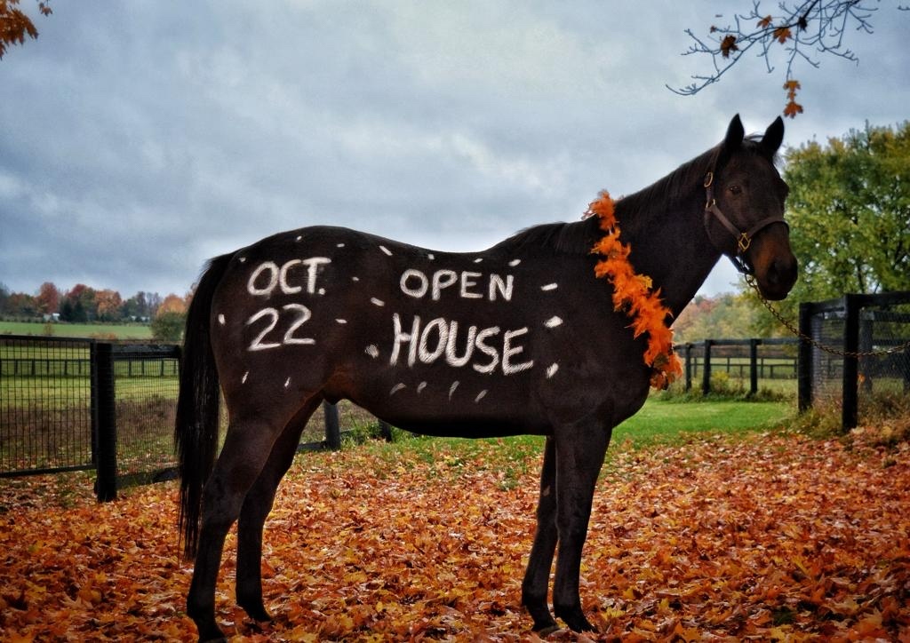 LongRunTB's tweet photo. Something Extra went a little bit out of his way to show you all how keen he is to welcome you all to LongRun farm’s Open House on October 22nd- 10am - 2pm Let us know if you are coming: #416-675-3993 EXT 1-3440 or email us: info@longrunretirement .com

#ottb #longrun_tb https://t.co/D3UqiX1dJY