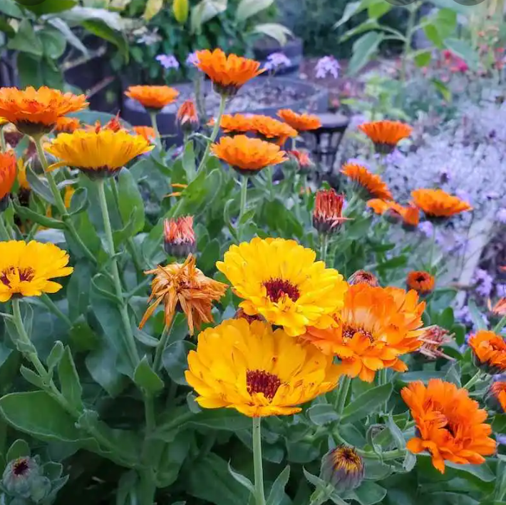 VABVOX's tweet photo. Wishing everyone a lovely Sunday. Stay hydrated. Breathe deeply. Unplug. Get outside. 
Enjoy some of the last blooms of autumn. Revivify for the week ahead. 💜🌿 https://t.co/nCwNTvzegw