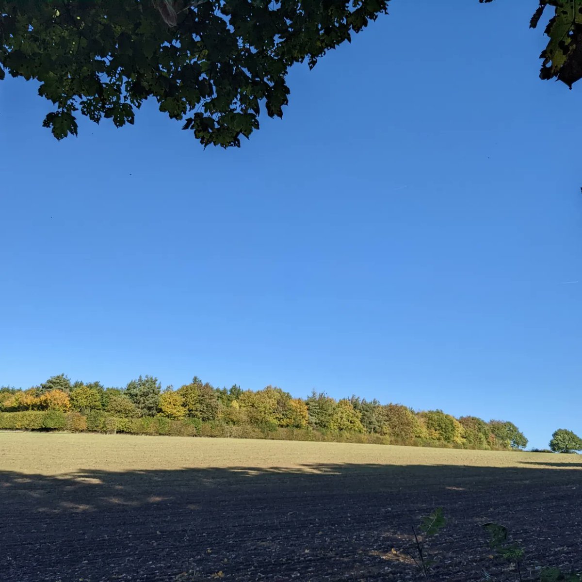 DawnAJWitney's tweet photo. Still looking very green on our walks. Beautiful clear blue skies today. The squirrel chaser! Wonder what caused the trunk to split in half?
#norfolkcountryside #norfolkskies #squirreldog #lifeoftrees🌱☘️🌿🌳 #maximadness #norfolklife https://t.co/NcGLIW7CF0