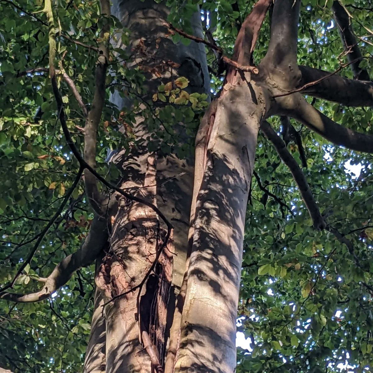 DawnAJWitney's tweet photo. Still looking very green on our walks. Beautiful clear blue skies today. The squirrel chaser! Wonder what caused the trunk to split in half?
#norfolkcountryside #norfolkskies #squirreldog #lifeoftrees🌱☘️🌿🌳 #maximadness #norfolklife https://t.co/NcGLIW7CF0