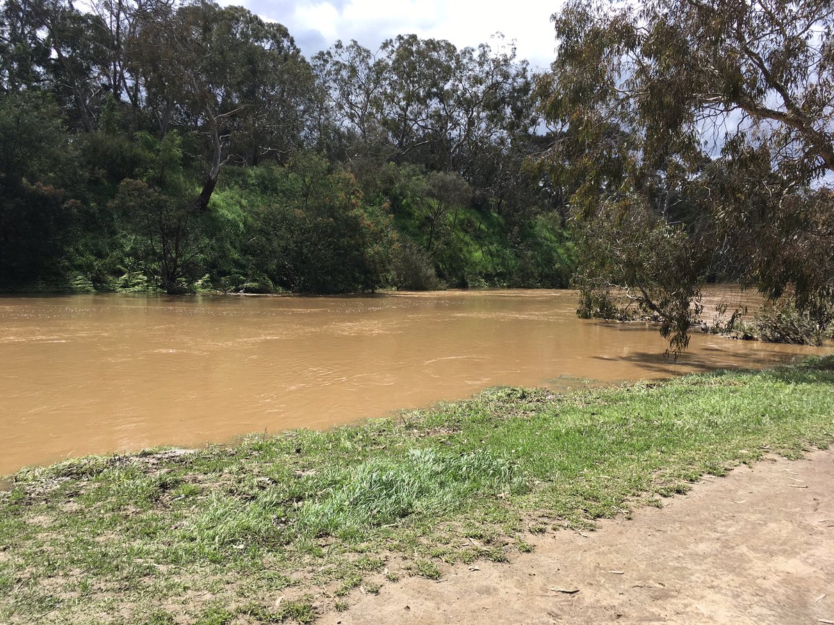 kylie_gorringe's tweet photo. A very muddy and full Yarra seen when walking today. Making progress on my 70 km in 10 days for #walktofightcancer fundraiser for @PeterMacCC! https://t.co/YzWFGrRMlG