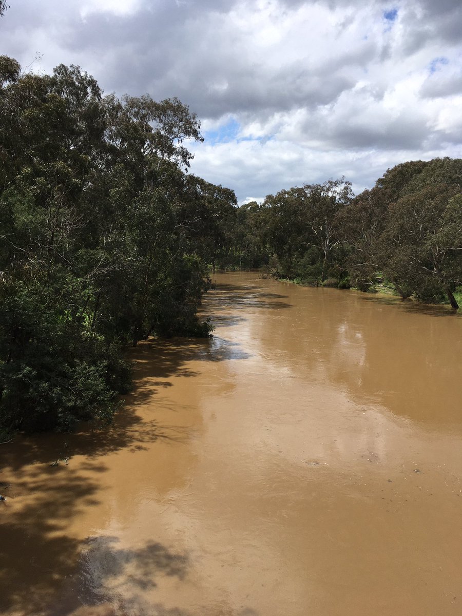 kylie_gorringe's tweet photo. A very muddy and full Yarra seen when walking today. Making progress on my 70 km in 10 days for #walktofightcancer fundraiser for @PeterMacCC! https://t.co/YzWFGrRMlG