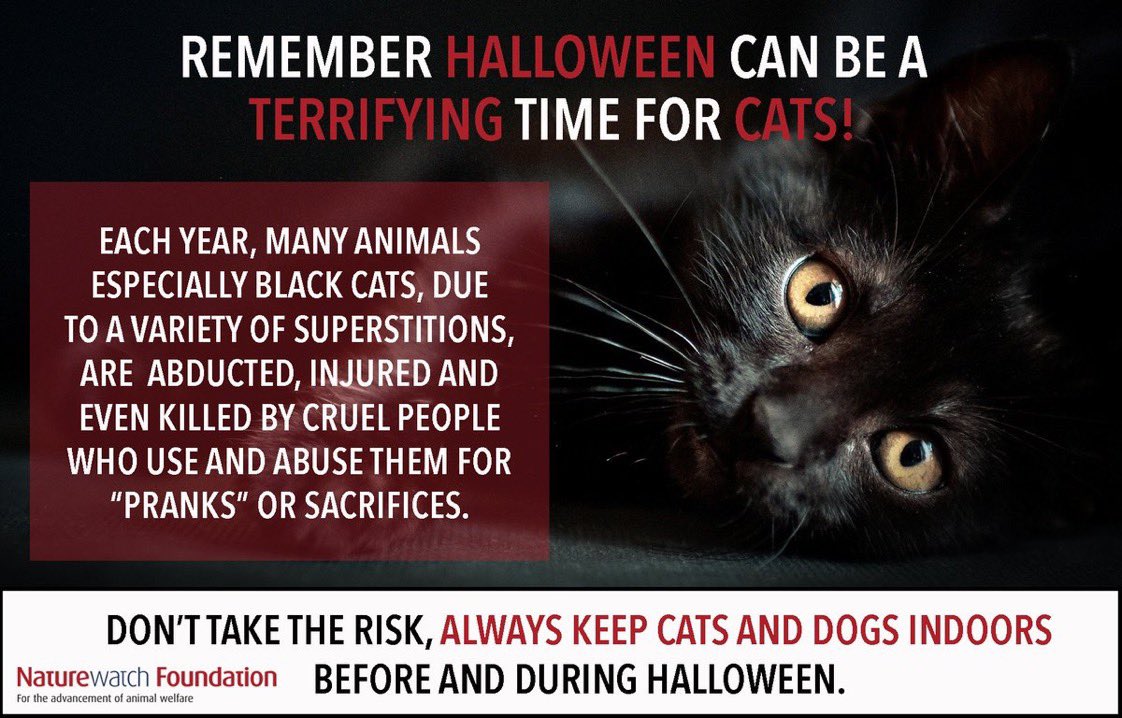 It’s never too early for this reminder: #catsoftwitter #blackcatsrock