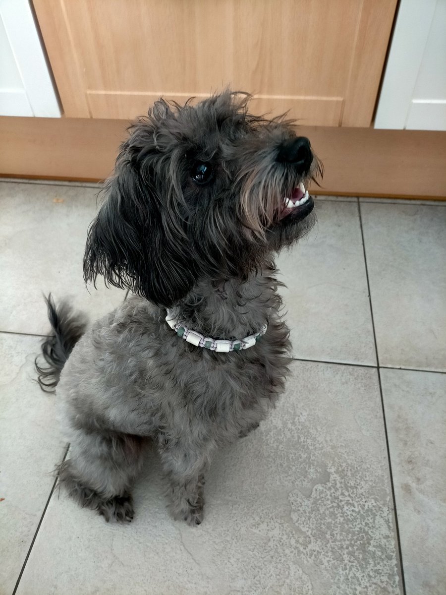 kluizenares's tweet photo. Ze is thuis🥰
#cleo
#Herplaatser
Welkom in ons gezin.
#flieft https://t.co/baUKjdR20L
