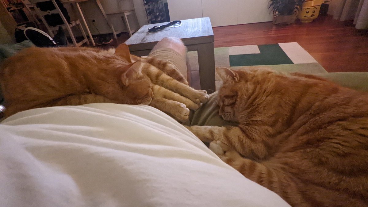 LittleAmbiguous's tweet image. Eeeeeeeeeep my heart 😻🐈🐈