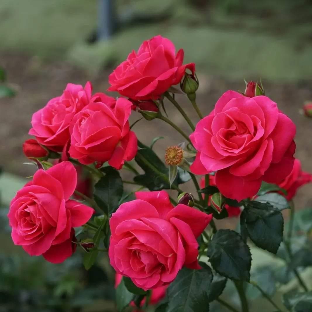 Enjoin ye righteousness upon mankind while ye yourselves forget (to practise it)?
#EagleOfIslam