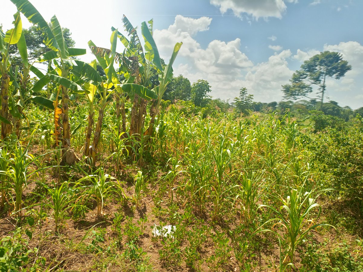Kabila Jonathan Obbo tweet media