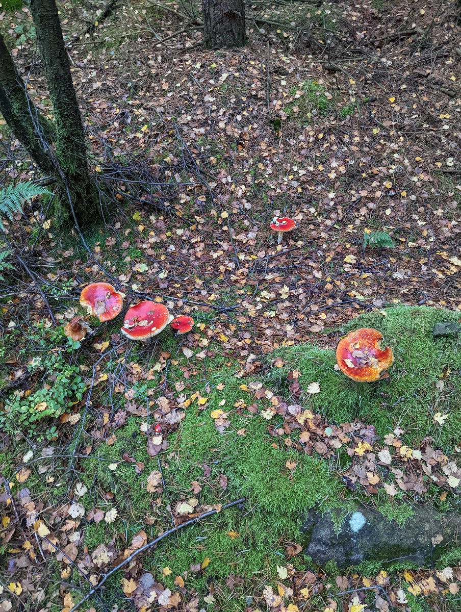Subtlydone's tweet photo. Went looking for Shrooms today. Was not disappointed, there were so many Amanita's. Never seen that many. Some huge ones too. https://t.co/ONU5khUJnv