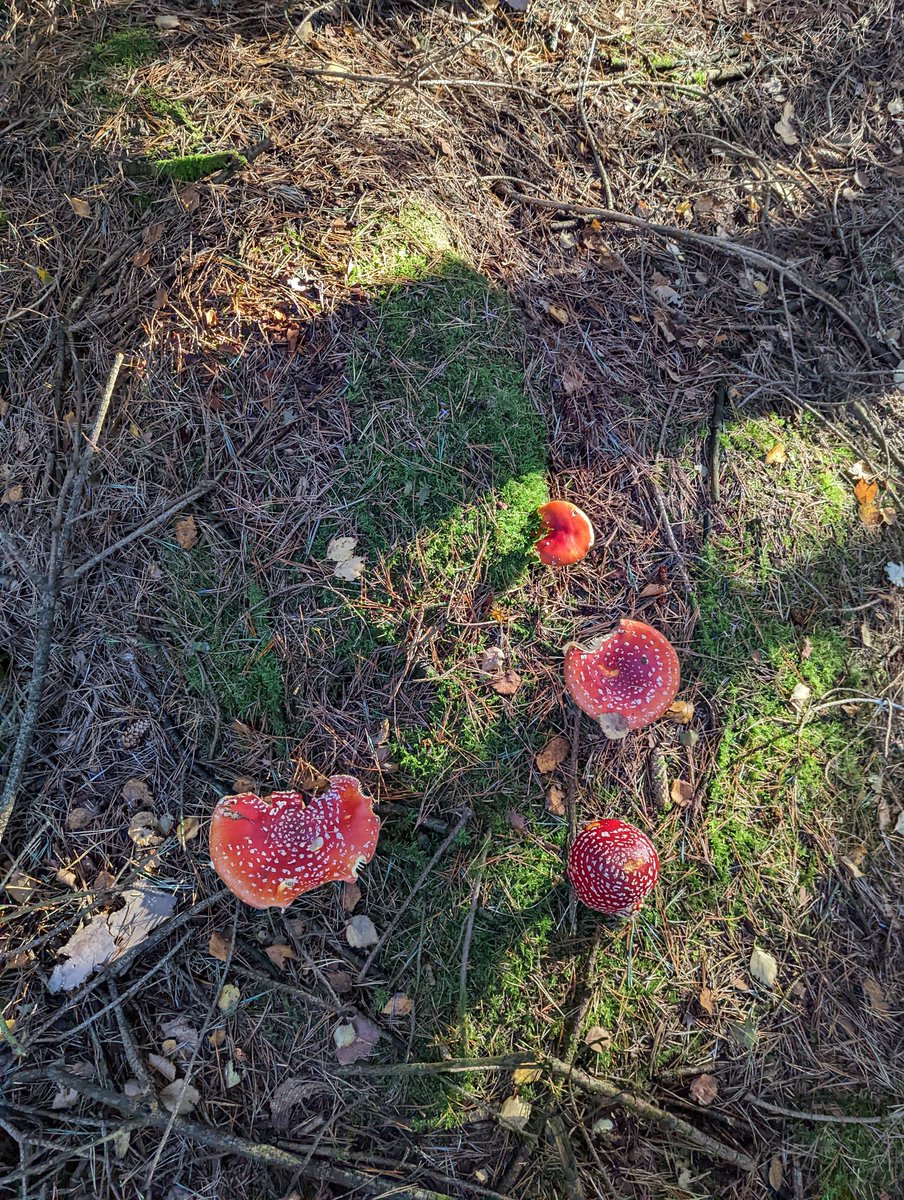 Subtlydone's tweet photo. Went looking for Shrooms today. Was not disappointed, there were so many Amanita's. Never seen that many. Some huge ones too. https://t.co/ONU5khUJnv