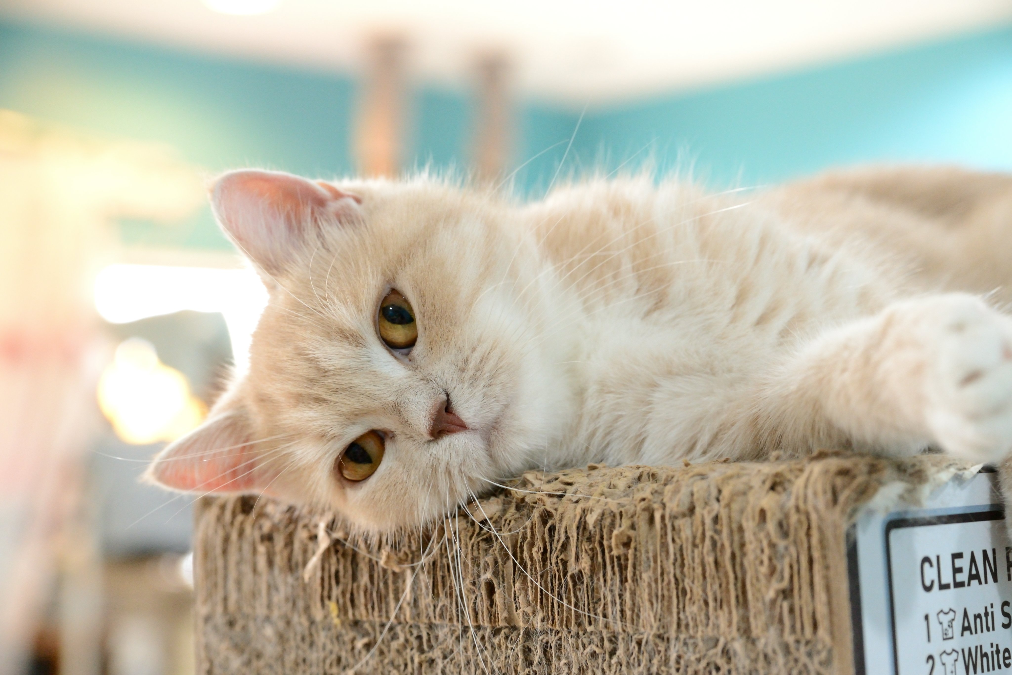 ねこlog Fgmgkxzarooiufr Twitter