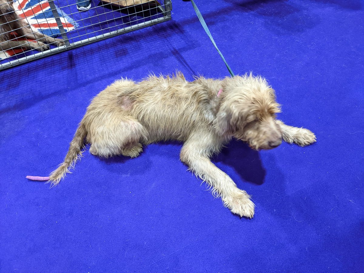 MisfitSister's tweet photo. Loving the purple carpet @DiscoverDogsUK this year!
He's a #slovakianroughhairedpointer and he's on stand DD147 https://t.co/5A3ogkF5UF