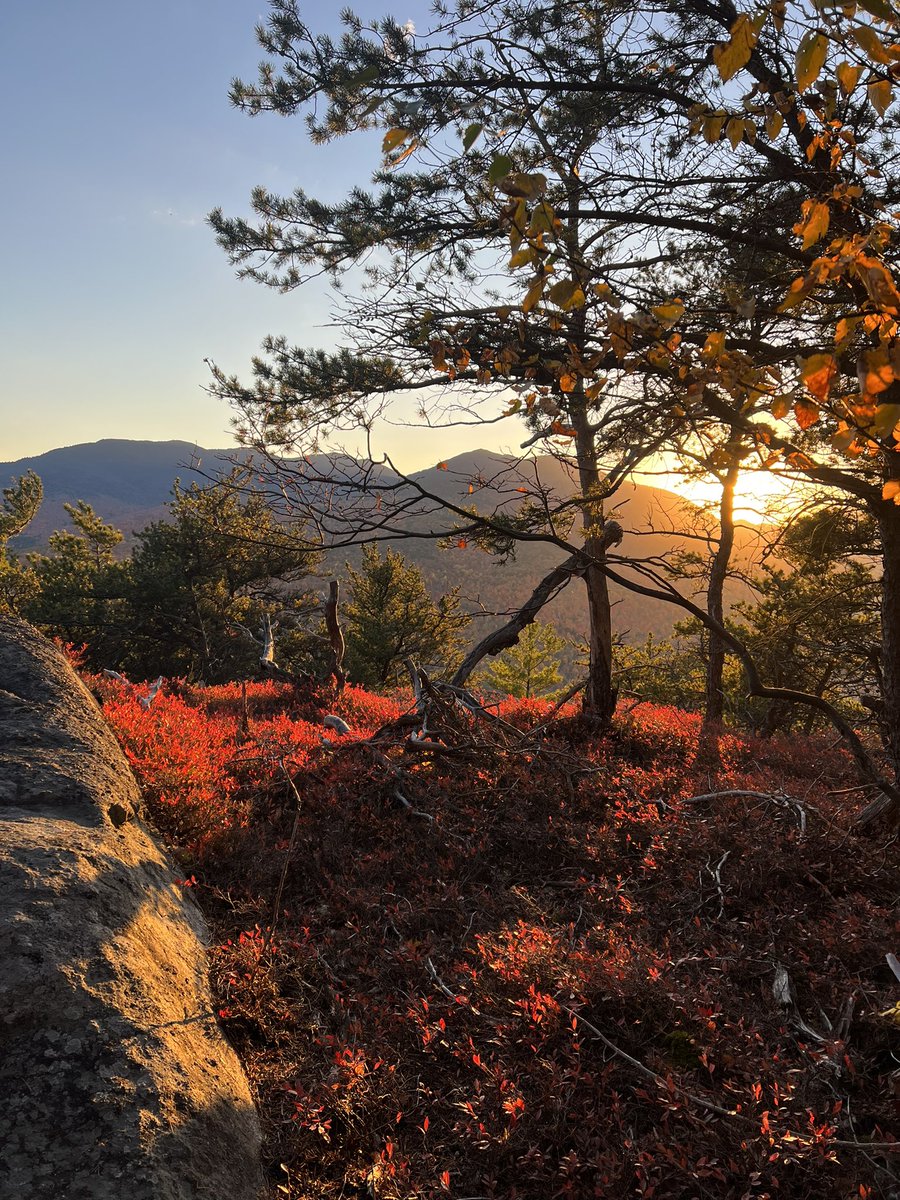 AdkRunner's tweet photo. Fall is fading but the low bush blueberries were on fire at the top of this hidden gem. https://t.co/QjDolxbnre