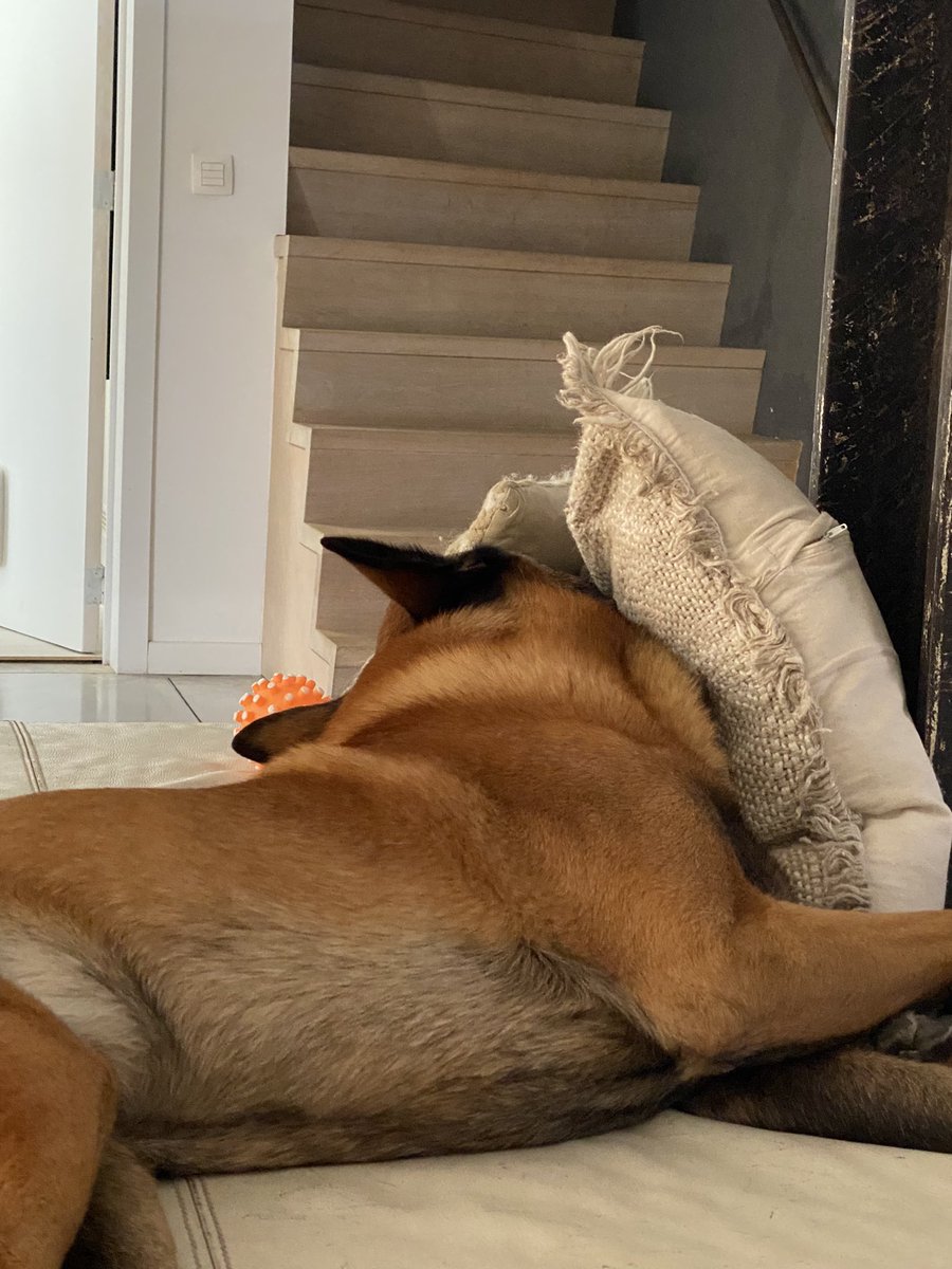 Afternoon all! Slept late today and took my good boy Walter out for a walk, think he’s a bit tired now… 😅