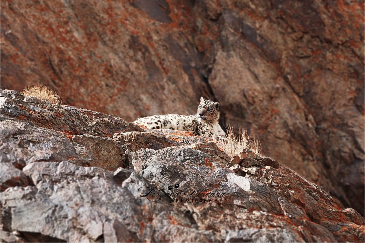 International Snow Leopard Day  is closing in. 

23rd Oct every year is dedicated to this species for awareness and campaign to protect this vulnerable species.

Let us also celebrate International Snow Leopard Day in Ladakh!

#internationalsnowleopardday 
#SnowleopardTourism
