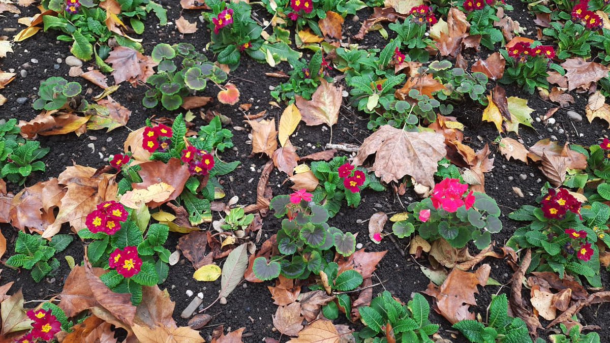 inkheartist's tweet photo. Rustic Fall

#art #park #flowers #green #fall #seasons #winteriscoming #rustic #leaves #nature #walk #resilience #colours #beautiful https://t.co/vUPv4vxj6Y