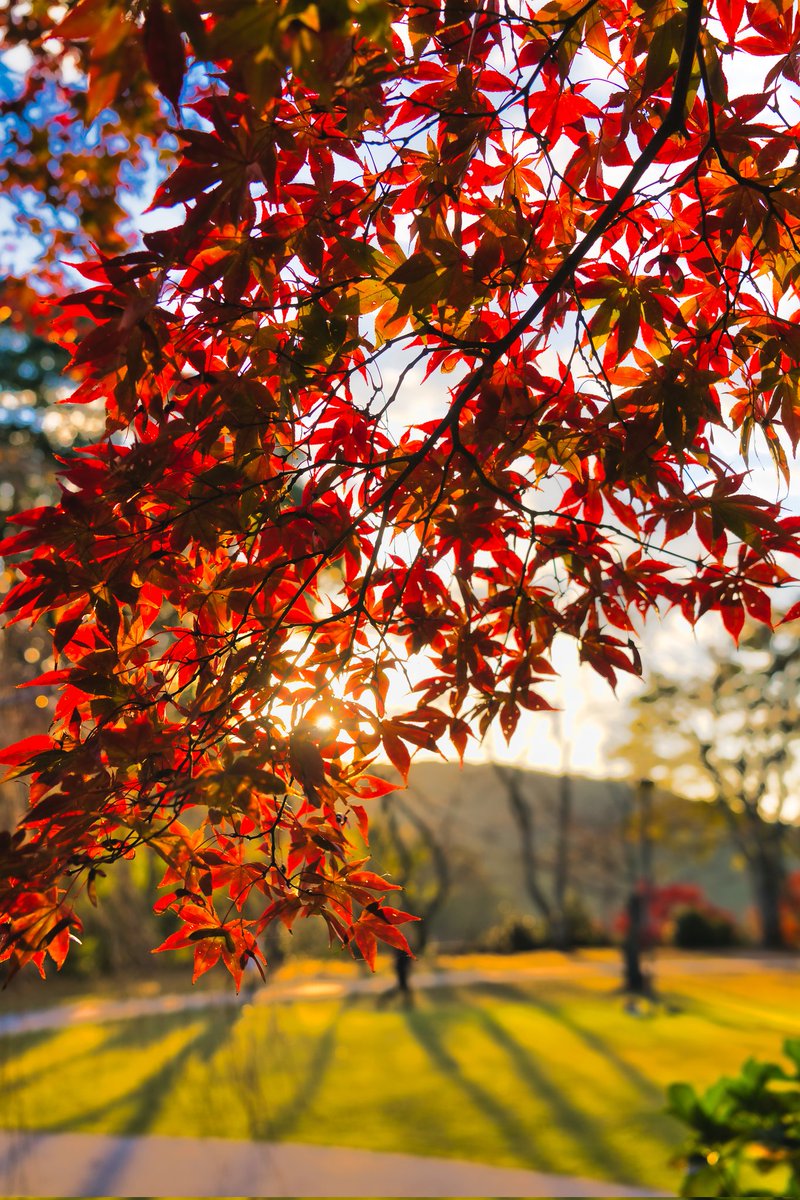 🍁紅葉📸
#広島カメラ男子 #写真好きな人と繋がりたい #カメラ男子 #紅葉 #被写体さんと繋がりたい #広島 #被写体募集 #モデルさんと繋がりたい #写活 #過去pic #カメラ仲間募集