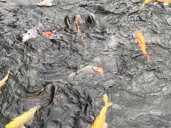 鯉
大きい鯉ってなんか怖い 