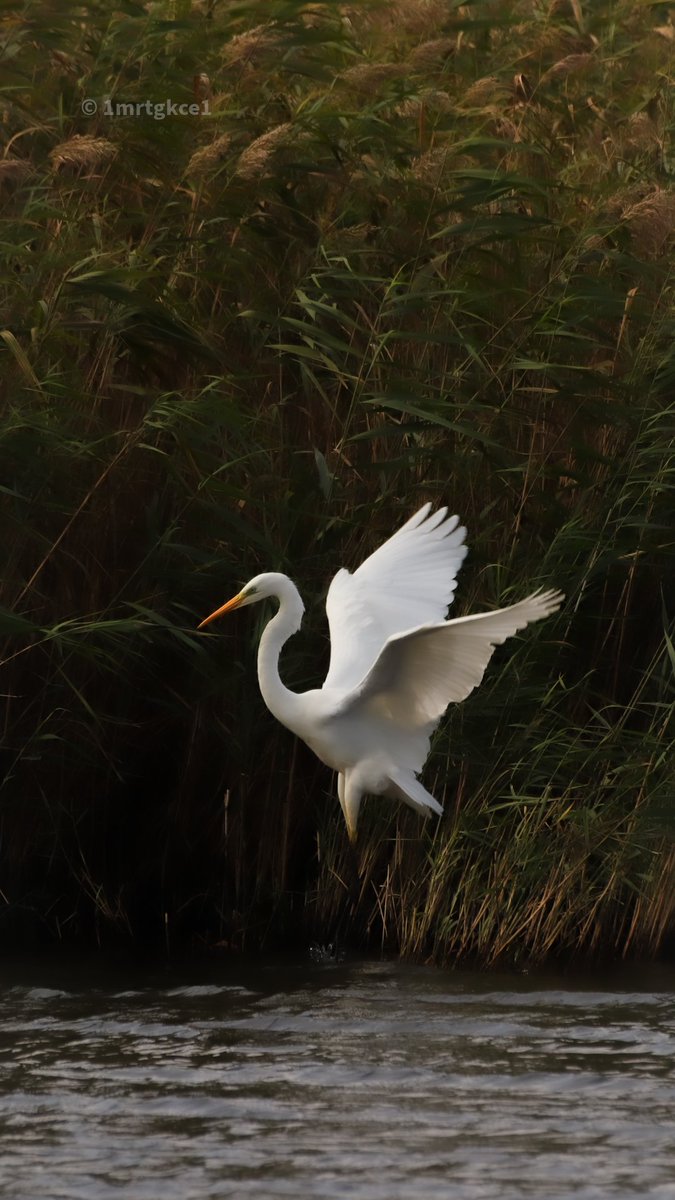 #büyükakbalıkçıl 
#akbalıkçıl
#greategret 
#ardeaalba 
@turkiyeyabanhayati
@trakus_org
#türkiyeninkuşları 
#istanbulunkuşları 
@canonturkiye
#canoneos200d
#canon200d
#sigma120400
#sigma120400mm
#sigma120400dgapooshsm
#sigma120400apodgoshsm