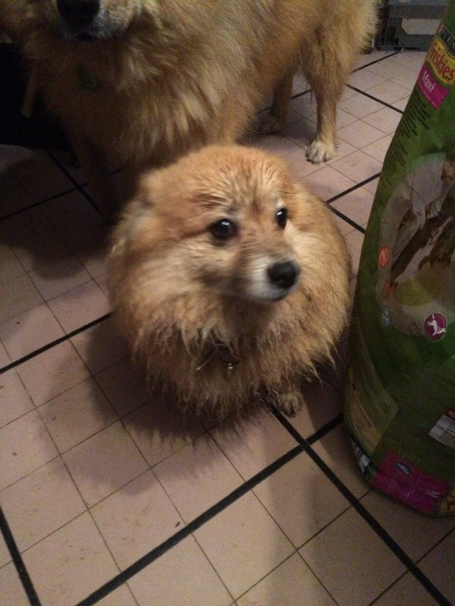 brusselsfroggy's tweet photo. @Bulldog_Heavens I really thought it was a hippopotamus for a second… I’m glad I have dogs which don’t like water (mostly). They dig for mice, but they don’t roll in mud. https://t.co/e3vgPtWjRs