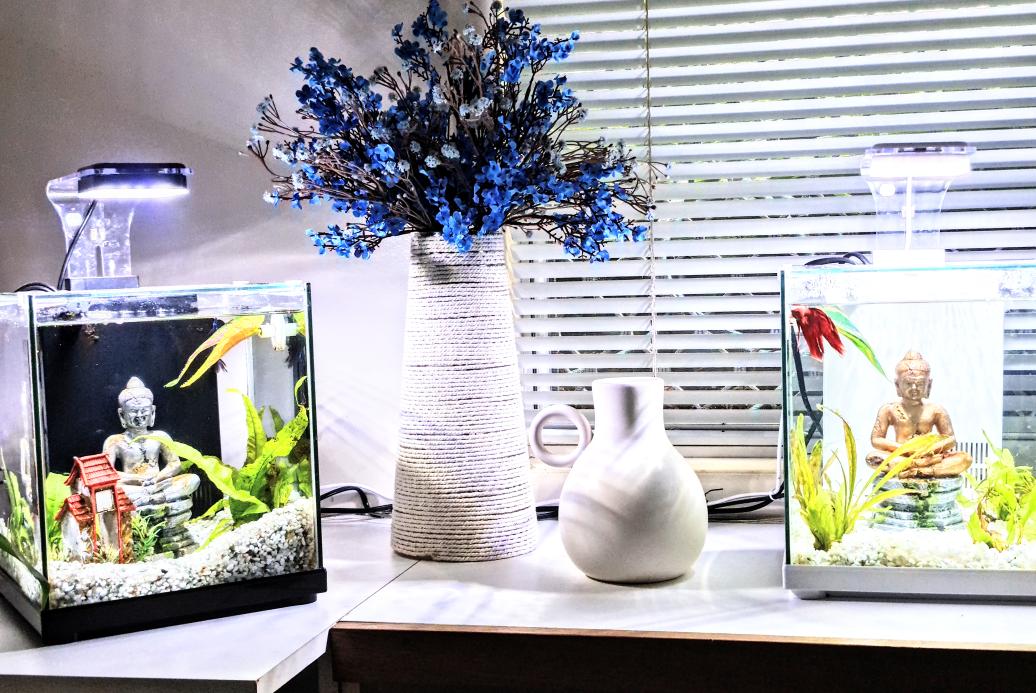OZZY_GiRL_'s tweet photo. The boys have nice, fresh homes 🏡 👌 #bettafish #bettasplenden #aquarium #FishRFriends #aquatic #tropicalfish #Chai #Paitoon #Buddha #Thailand #Balihut #serenity https://t.co/bMQcxfj1oS
