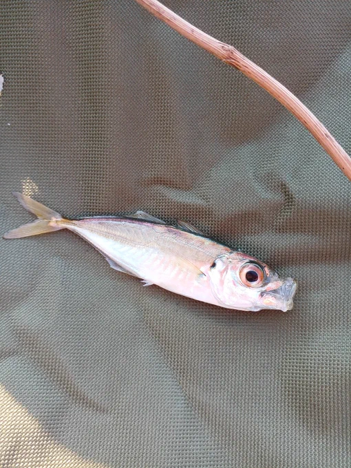 釣果その3アジ 