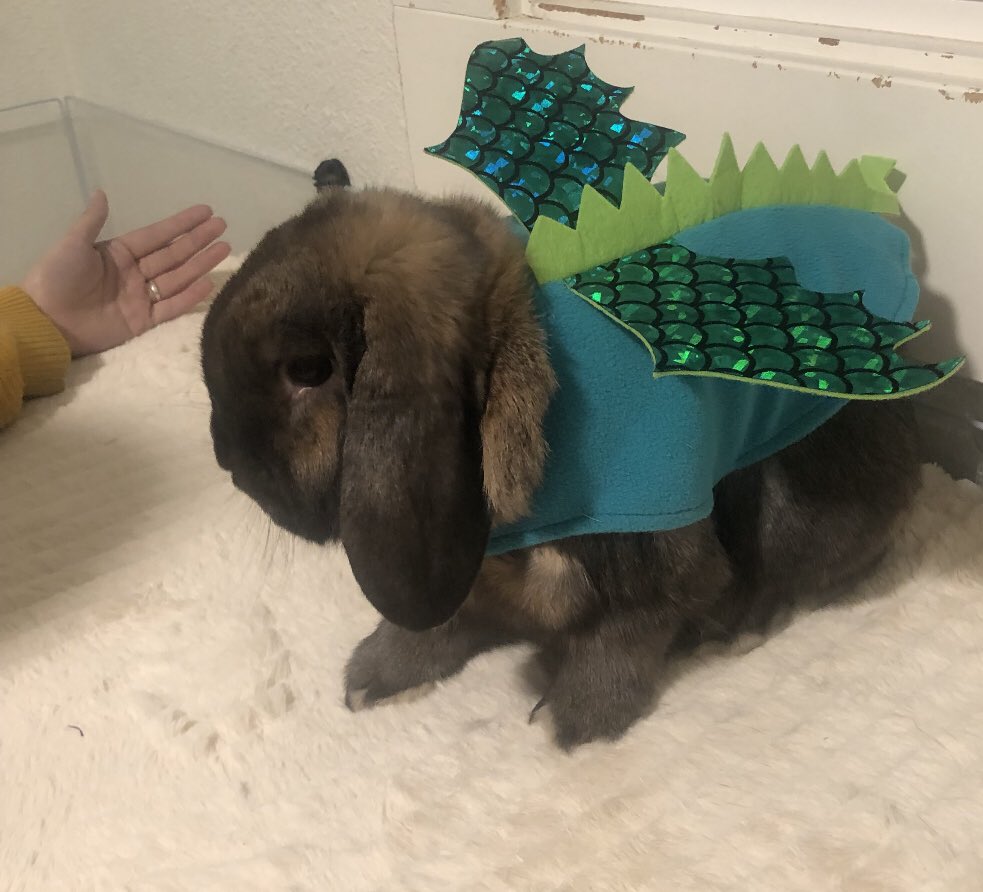 FoWBrandan's tweet photo. Got this adorable little dragon costume from #binxbox for Atom 🐰🐲 https://t.co/1wFDWiP3u0