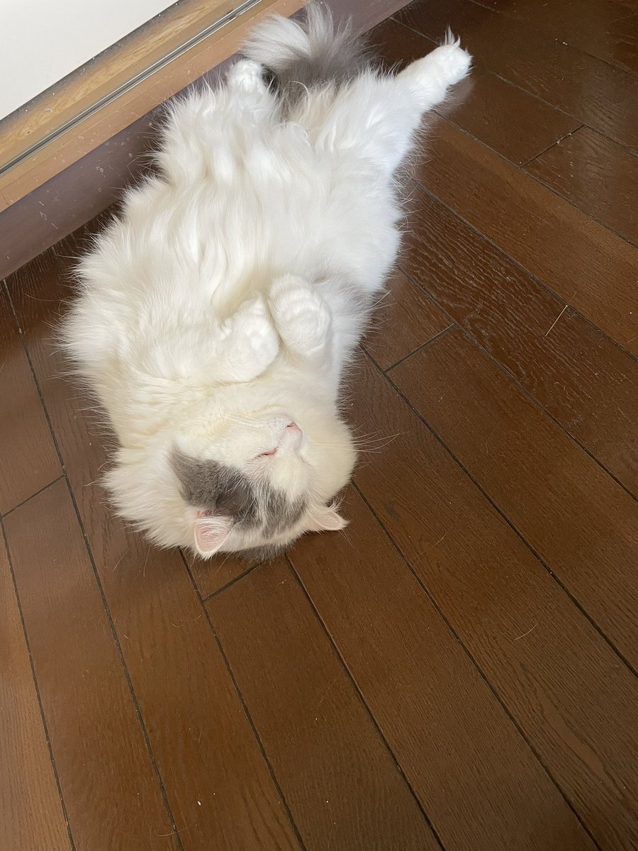 けろち tweet media