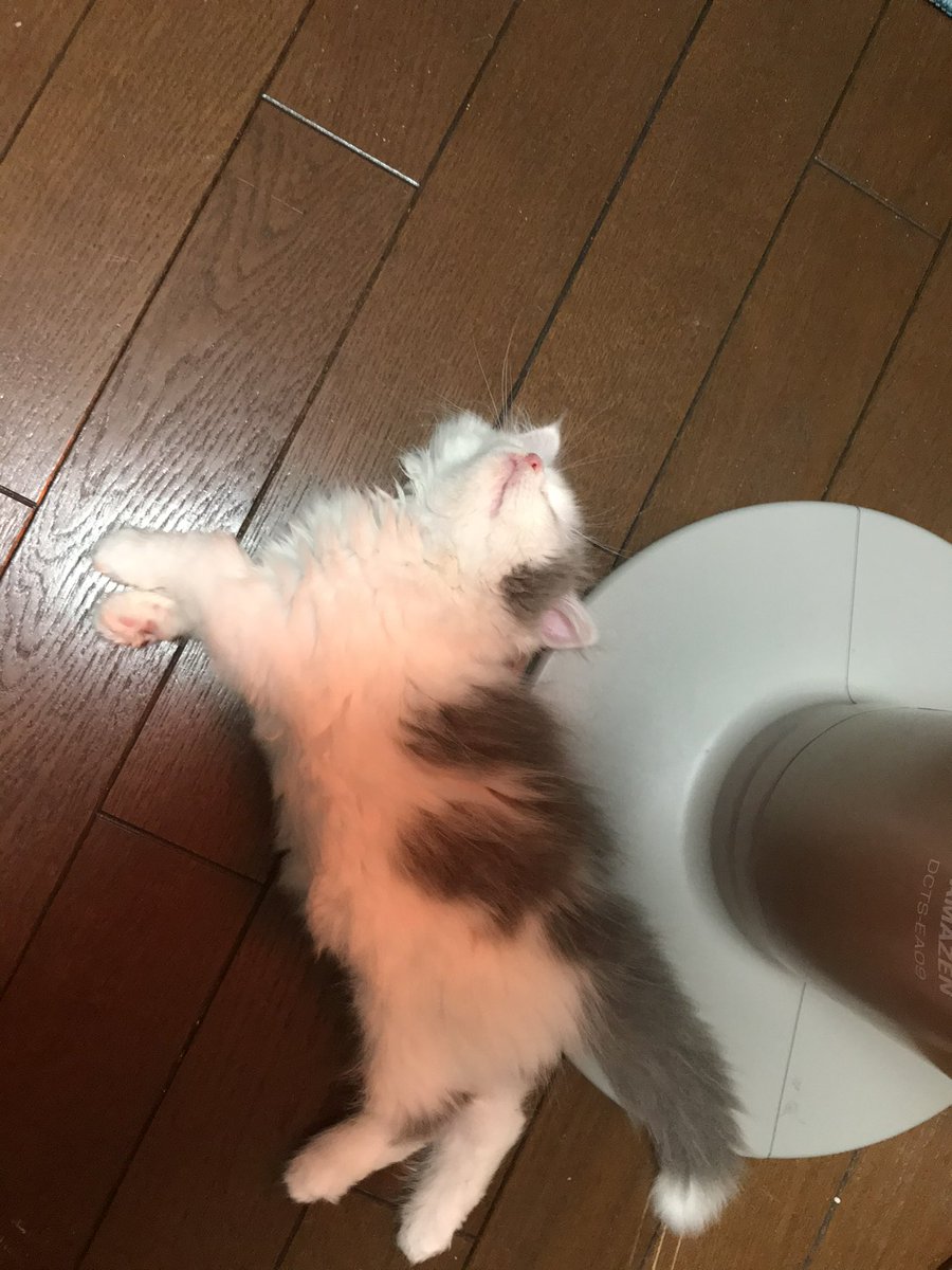 けろち tweet media