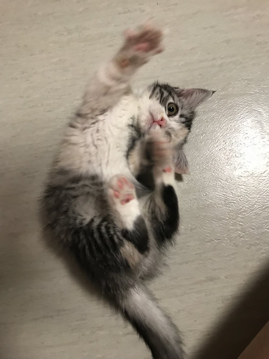 けろち tweet media