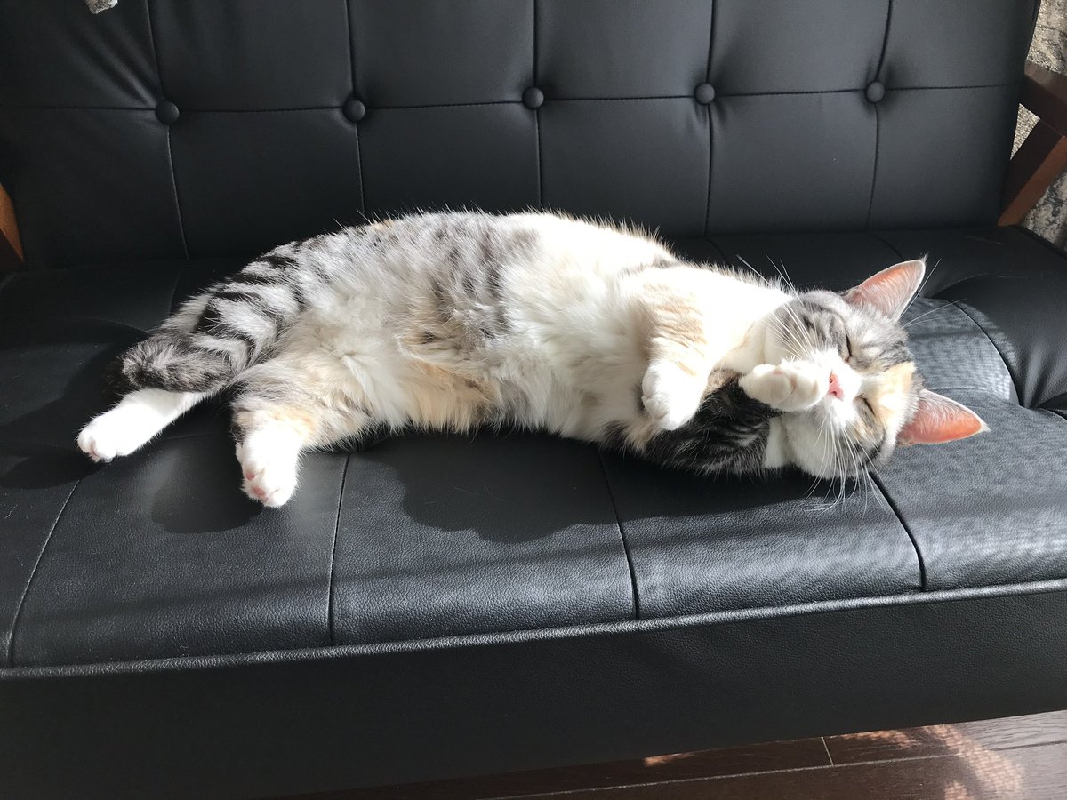 けろち tweet media