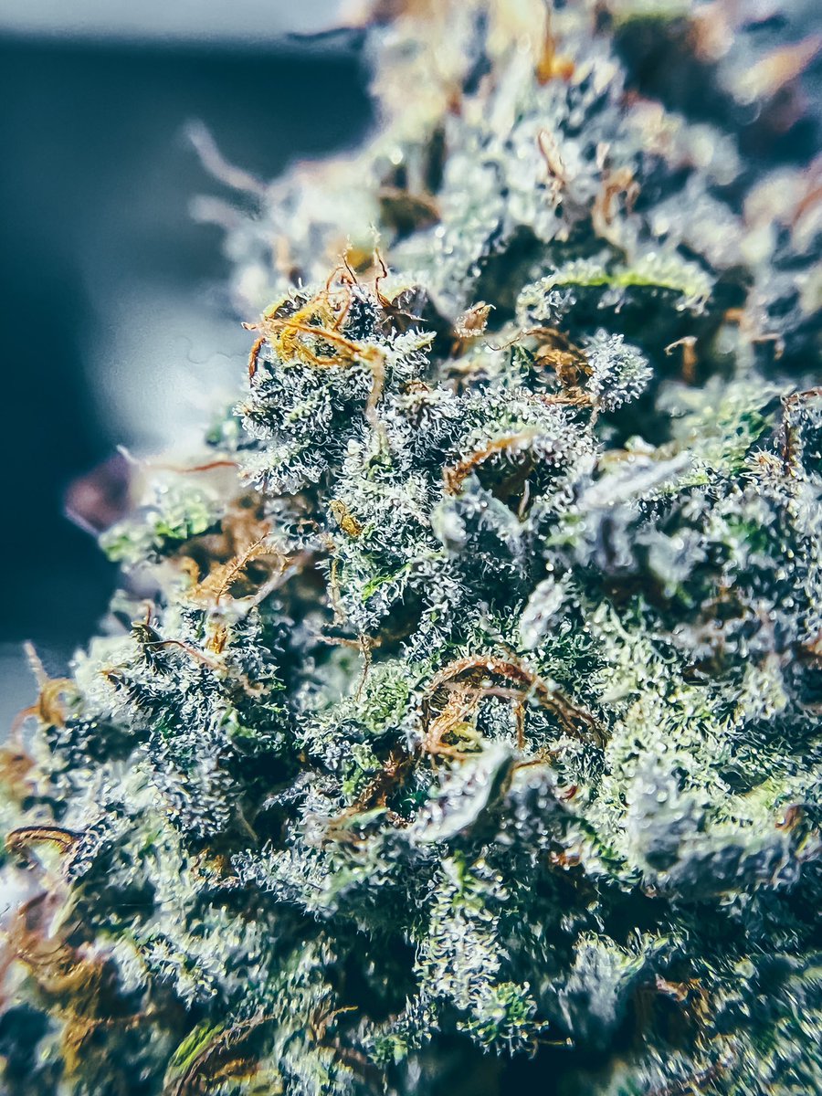 HippieDollsNFT's tweet photo. Gmgmgm #Fellas 🚬🧡

#NFTLaunching 👀🔥
We are launching our Crazy NFTs on🗓️:22-10-2022 💥🤙

💸With 0.42 SOL for WL🫡 &amp;
0.99 SOL For public👨‍👨‍👧‍👦 sales .

📌You’re still early join us on discord for more details https://t.co/1yu6ZfDMQV 

#NFTproject #WeedLife #solanaNFTproject #NFTs https://t.co/NVyzwSTbDr