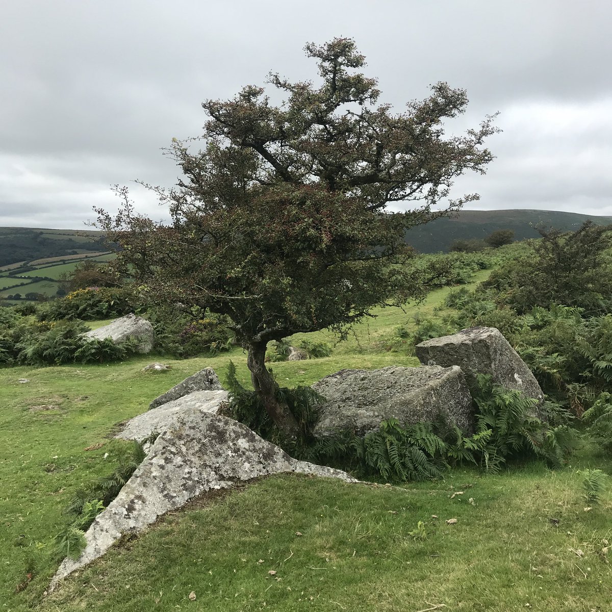 Talkingheads50's tweet photo. @CoxonGeorge @john_powell5 @welshcake39 @designandnature Yes! I knew I recognised that tree! https://t.co/Wnh4naeEAG