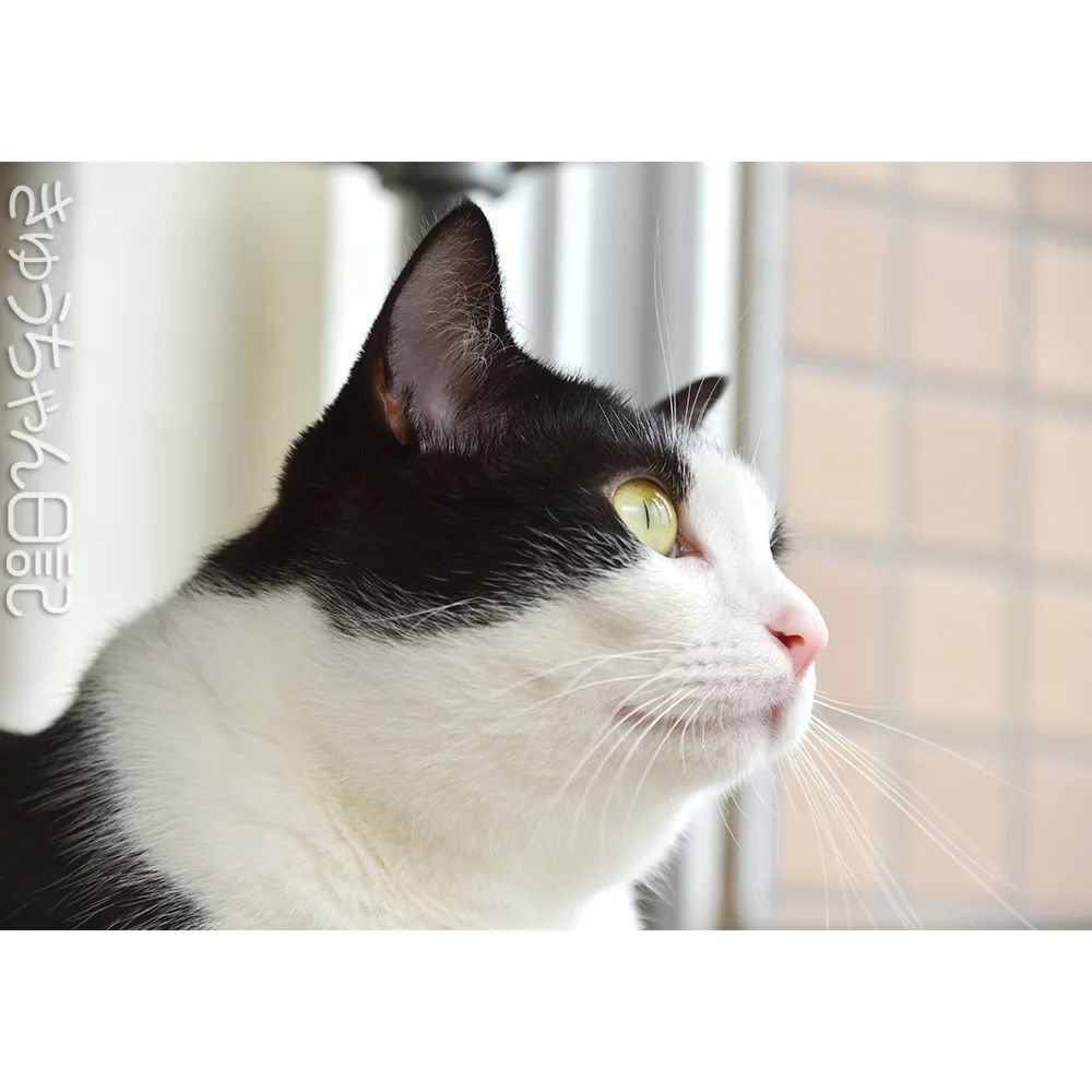 激安特価品 はっちゃん 等身大 廃盤 猫の 入手困難 はっちゃん日記 キャラクターグッズ