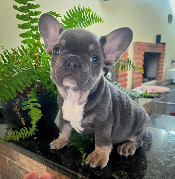 O My #Frenchi baby who you are so cutee🐾🥰💕💕

#bulldogfrancessp
#bulldogfrances
#filhotesdebulldogfrances
#bulldoglove
#bulldogs
#bluefrenchbulldog
#frenchie
#frenchiebulldog
#frenchiepuppy
#frenchiephotos
