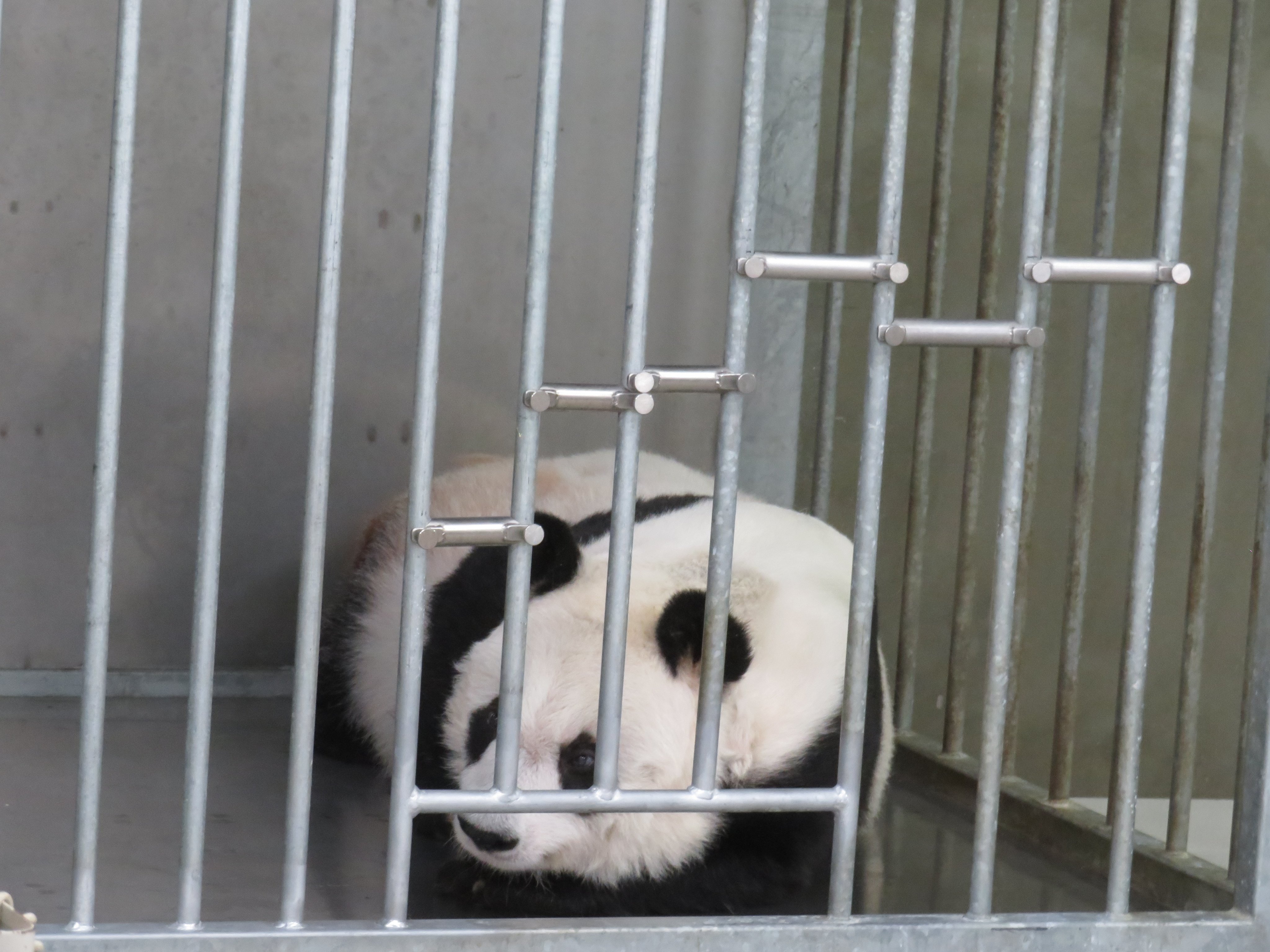 神戸市立王子動物園（公式） on X: 