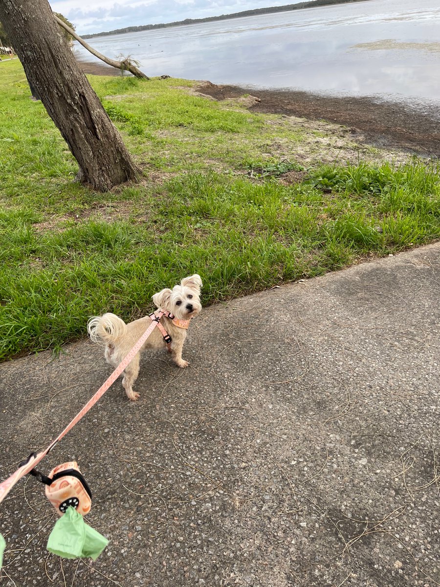 jodadi_o's tweet image. Long walk to the lake to make up for no walks whilst at #copycon2022 and I think he forgives me ❤️❤️❤️