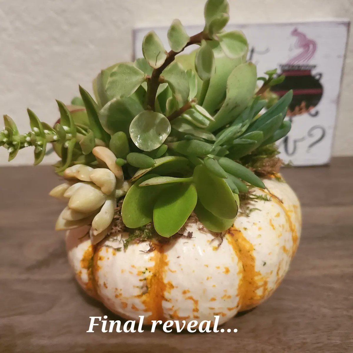 Mini Succulent Pumpkins ready for Fall decor..#falldecor #falldecorations #succulentpumpkins #succulentcrafts #pumpkincrafts #succulentforsale.
Check out-www.instagram.com/crea.tionbyami for more arrangement designs and hand painted creations.