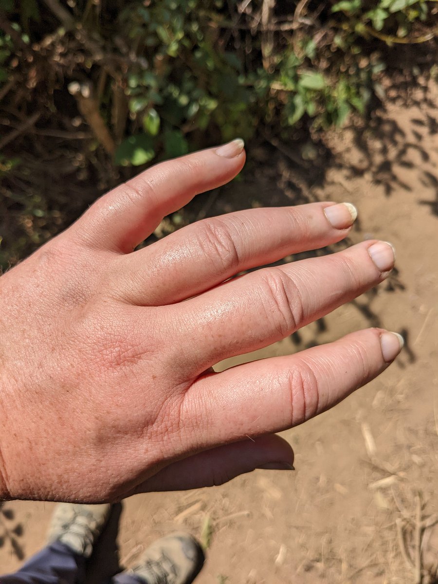 Raisinmeister tweet media