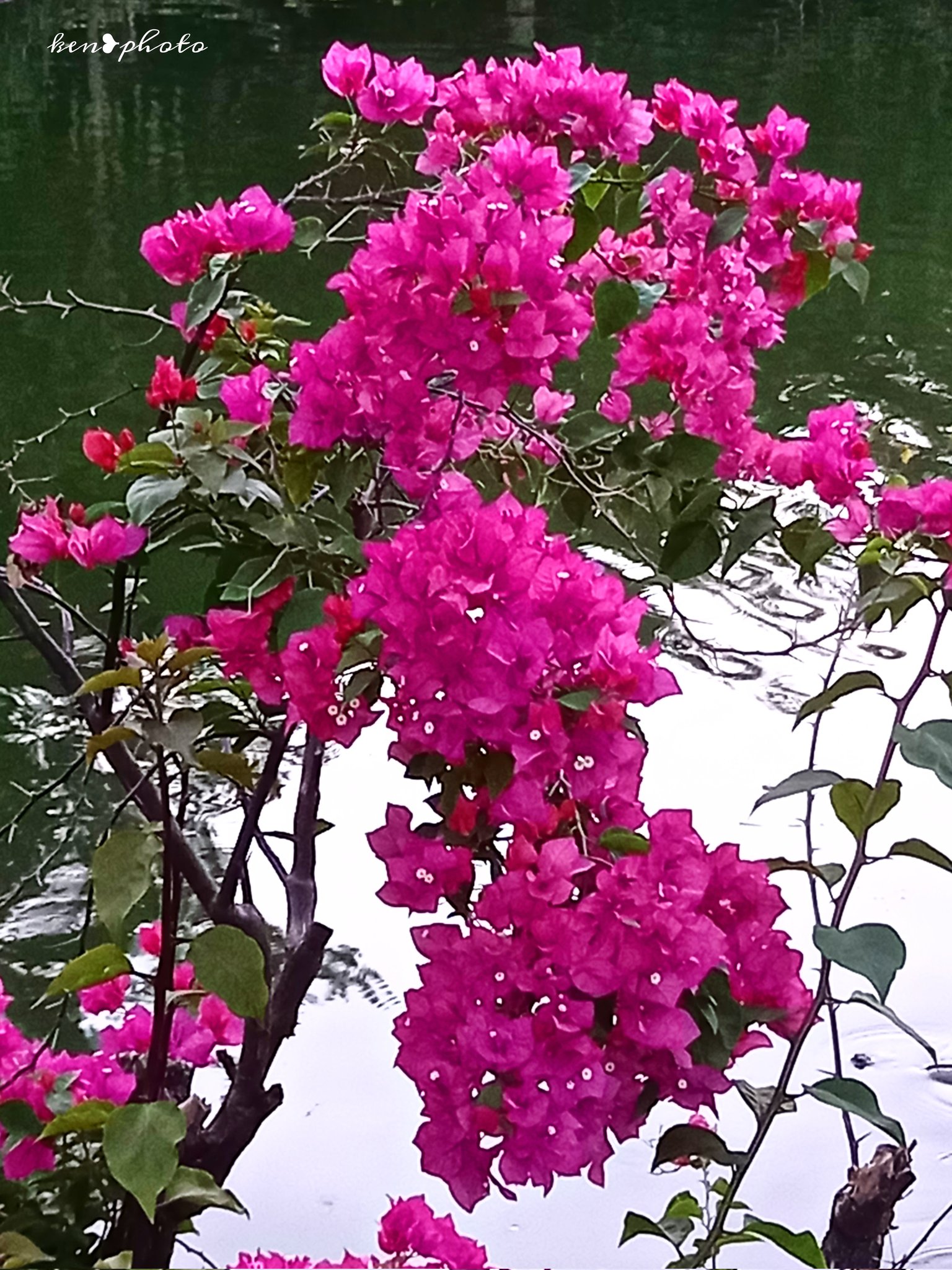 花好きな人と繋がりたい Twitter Search Twitter