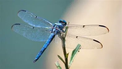 thutuyen002's tweet photo. The adult dragonfly crawls out of its nymph exoskeleton, the exuvia, arching backwards when all but the tip of its abdomen is free, to allow its exoskeleton to harden https://t.co/DHFV6k0uXR
