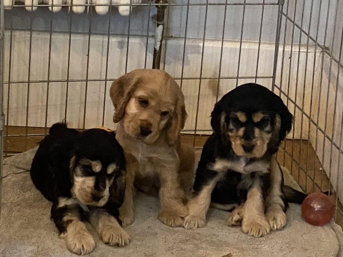 CockerShow's tweet image. IM A POPPA !! Super proud of my best girl Jess. We’ve had three handsome boys #showcockerlove