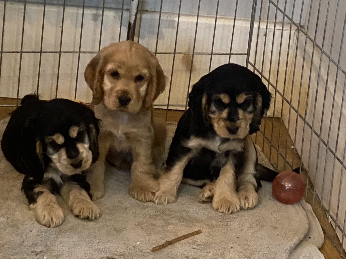 CockerShow's tweet image. IM A POPPA !! Super proud of my best girl Jess. We’ve had three handsome boys #showcockerlove