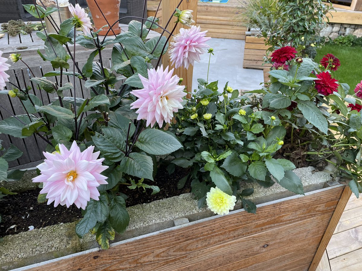 Laura Smart tweet media