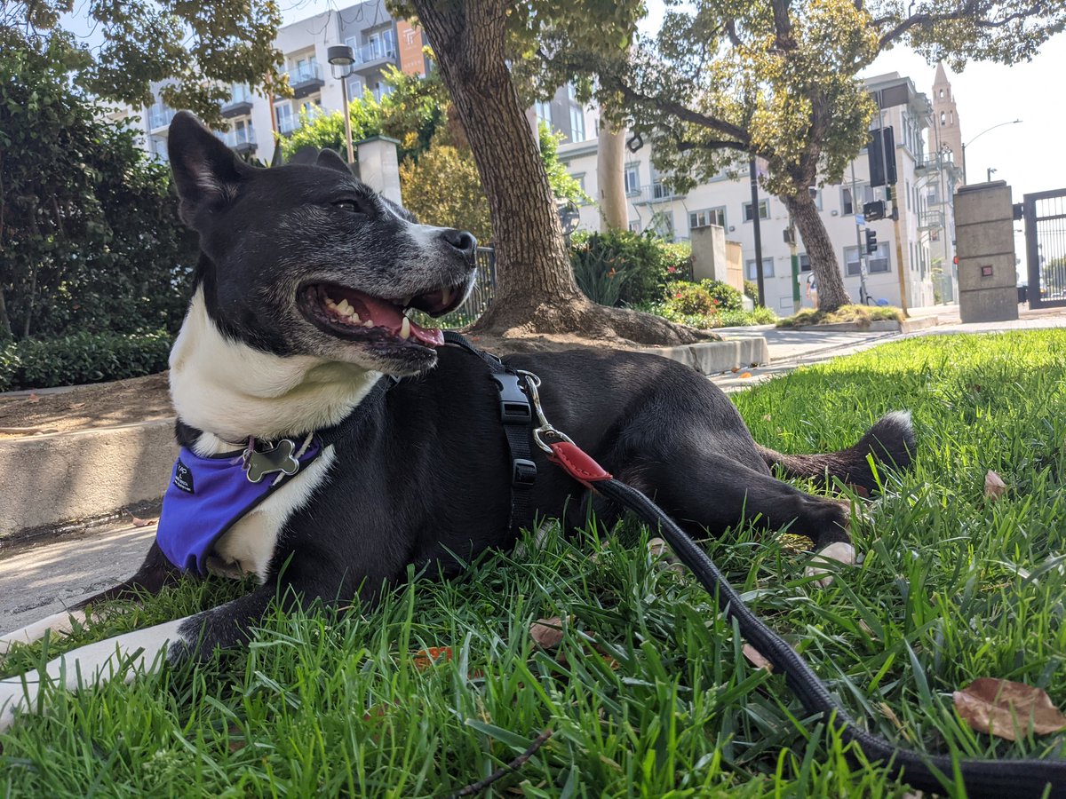 LilHotman's tweet photo. @emmakdrewry Thank you for these dog pictures, I raise you several dog pictures. https://t.co/QruXlvbo9p