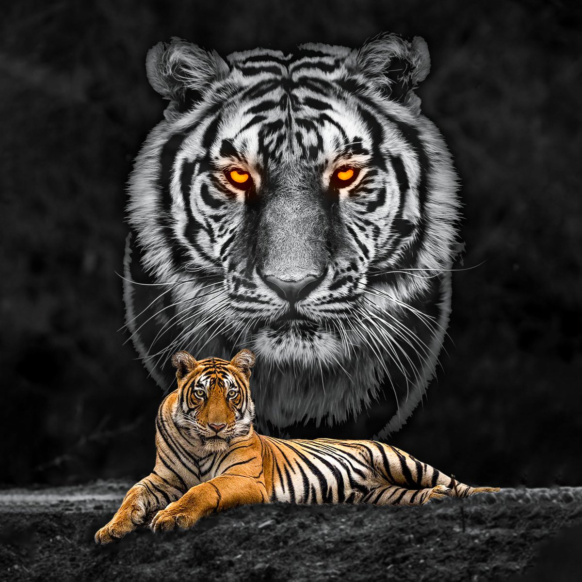 Insidious Designing (@insi_designing) on Twitter photo Eye's that let you in.
#fanart #wildlifephotography #sudhirshivaramphotography
Photo Credit: <a href="/SudhirShivaram/">Sudhir Shivaram</a> Eye's that let you in.
#fanart #wildlifephotography #sudhirshivaramphotography
Photo Credit: <a href="/SudhirShivaram/">Sudhir Shivaram</a>